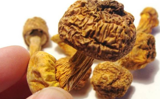 巴西菇、姬松茸烘干機-怎樣烘干色澤好且菇體褶片完整？