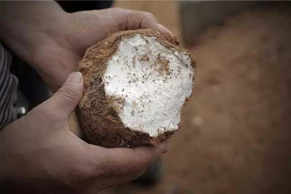 茯苓干燥易碎裂吸濕怎么辦？茯苓烘干機助力企業(yè)規?；a(chǎn)!