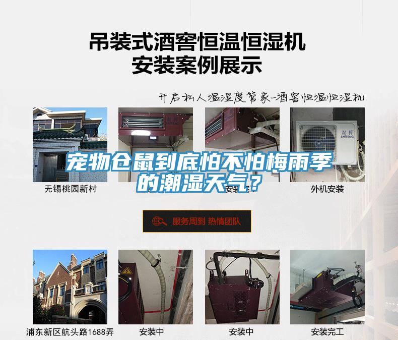 寵物倉鼠到底怕不怕梅雨季的潮濕天氣？
