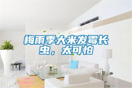梅雨季大米發(fā)霉長(cháng)蟲(chóng)，太可怕