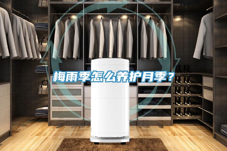 梅雨季怎么養護月季？