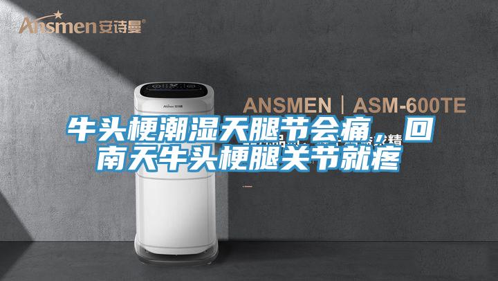 牛頭梗潮濕天腿節會(huì )痛，回南天牛頭梗腿關(guān)節就疼