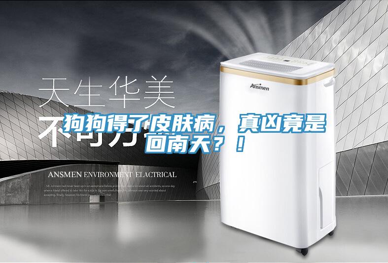 狗狗得了皮膚病，真兇竟是回南天？！