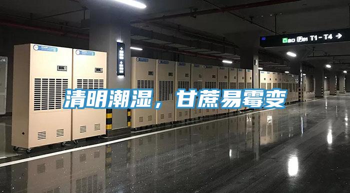 清明潮濕，甘蔗易霉變