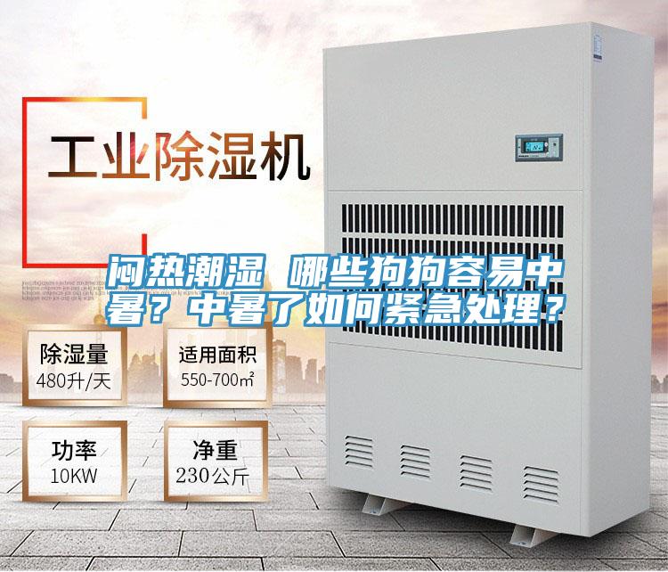 悶熱潮濕 哪些狗狗容易中暑？中暑了如何緊急處理？