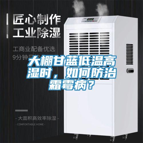 大棚甘藍低溫高濕時(shí)，如何防治霜霉??？