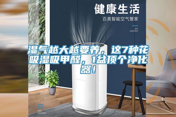 濕氣越大越要養，這7種花吸濕吸甲醛，1盆頂個(gè)凈化器！