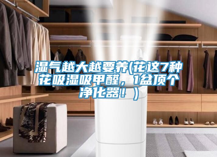濕氣越大越要養(花這7種花吸濕吸甲醛，1盆頂個(gè)凈化器！)