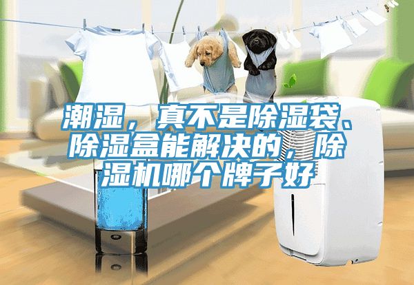 潮濕，真不是除濕袋、除濕盒能解決的，除濕機哪個(gè)牌子好