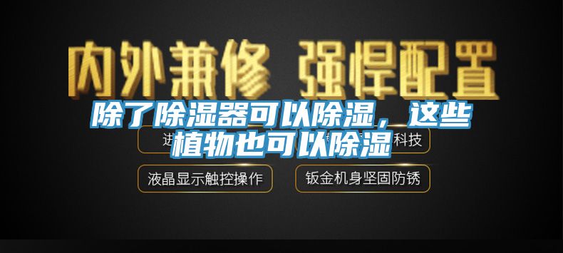 除了除濕器可以除濕，這些植物也可以除濕
