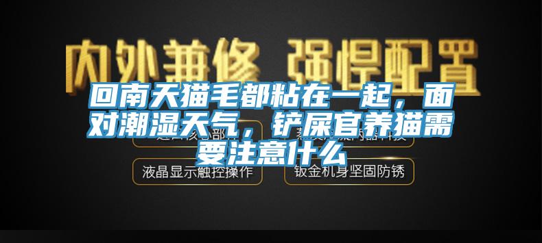 回南天貓毛都粘在一起，面對潮濕天氣，鏟屎官養貓需要注意什么
